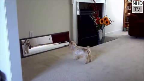 privileged white fluffy puppies