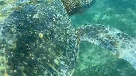 Tortoise is swimming tortoise looks amazing #shorts #subbutrue