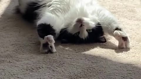 Cute animals
