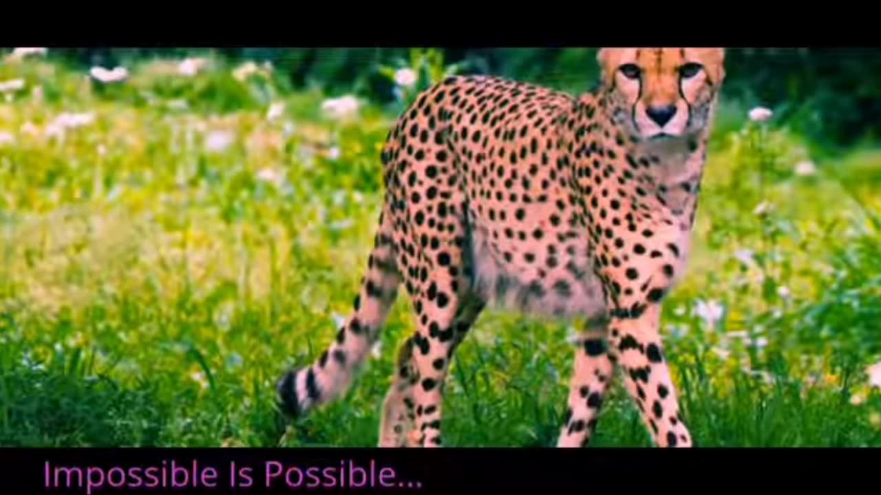 Top 10 animals run fast 😱.