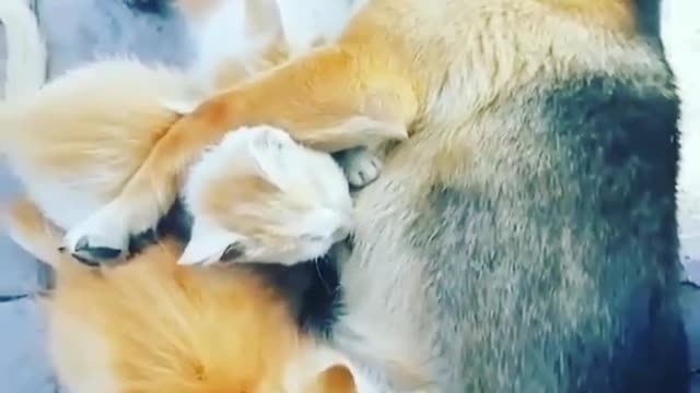 Dog feeds the kittens, it's a beautiful love of nature