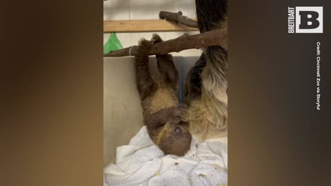 Baby Sloth's Adorable Upside-Down Eating Steals Hearts of Cincinnati Zoo Staff