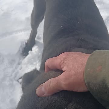 Turkish Boz Shepherd Dog: Link