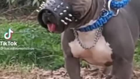Dogs, fanny dogs , dogs😂😂😂🤣🤣🤣