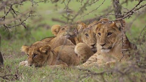 Lion Cubs Resting in Shrubland 02