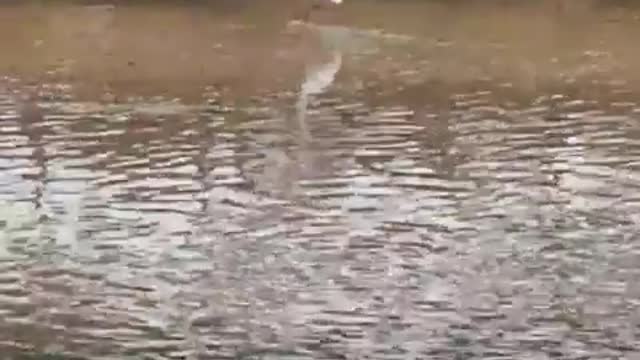 walking egrets
