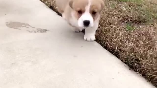 Brown white corgi runs on concrete to owner