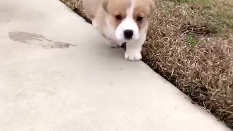 Brown white corgi runs on concrete to owner