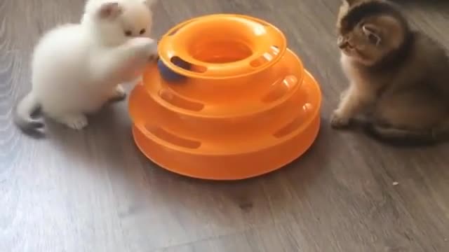 cute kittens playing with ball together