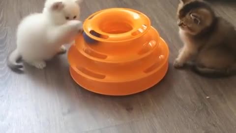 cute kittens playing with ball together