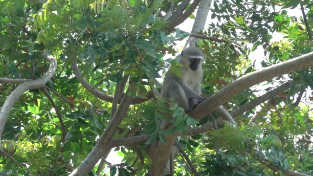 Confused monkey on tree looking here and there