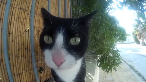 cat black and white funny sniffing in camera