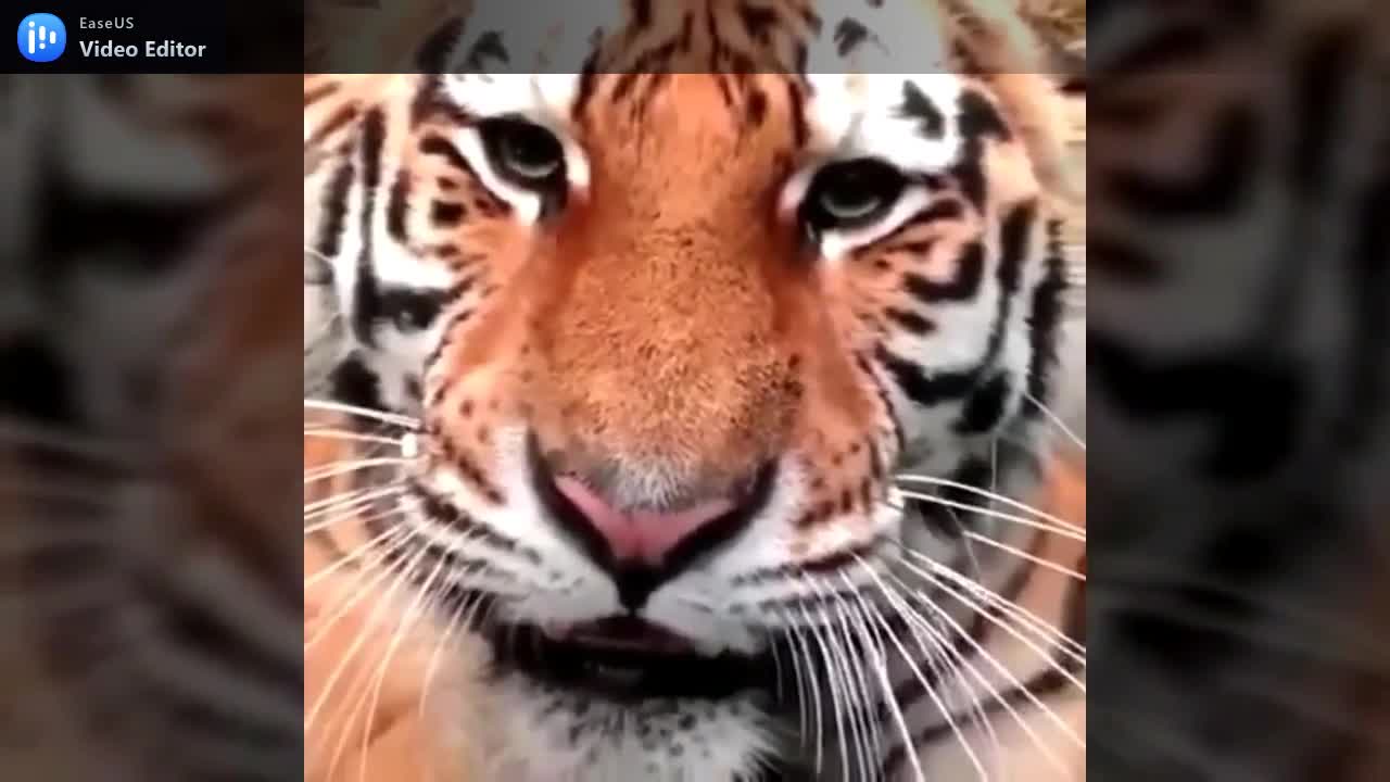 Playing with baby tiger while mother tiger is watching.mp4