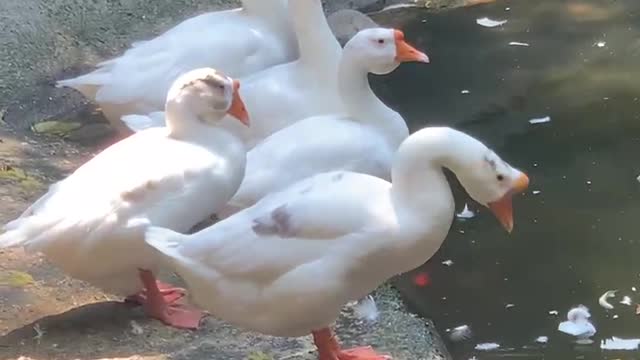Swan drinking water