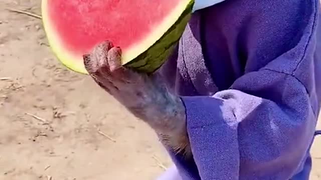 My monkey 🙊 eats watermelon 🍉