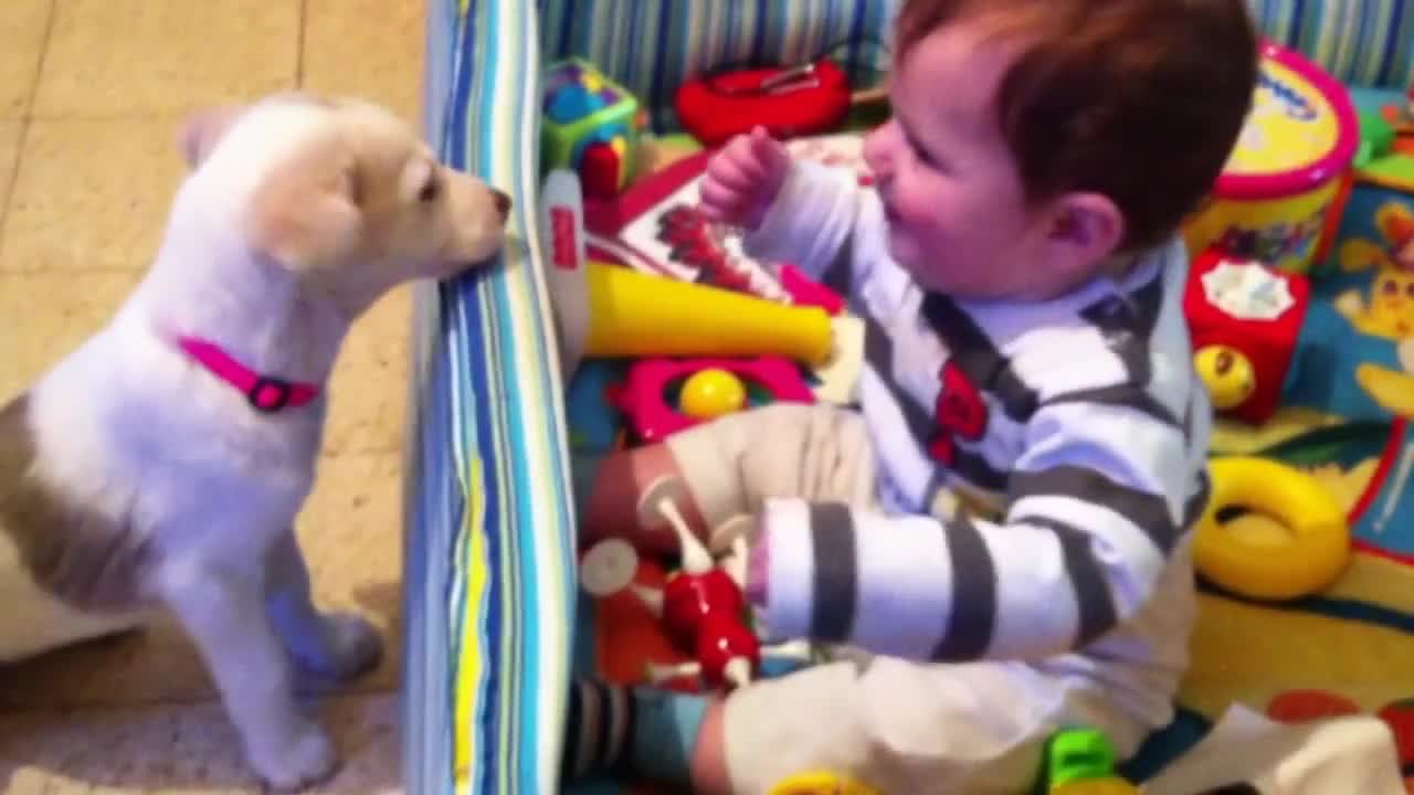 Baby vs dog playing in the yard house