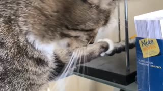 Clever Cat Finds Newton's Cradlehttps://youtu.be/tgSQNDOeko0