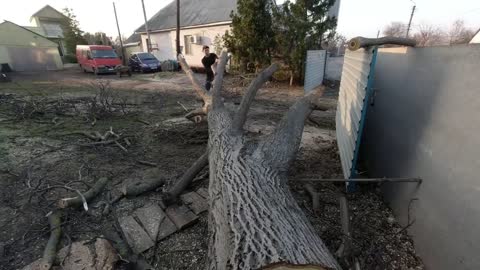 Transform the backyard to make a fence suitable for trees