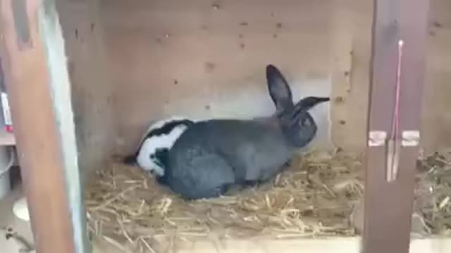 Rabbit does after copulation