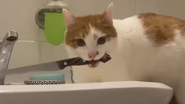 The chance of being killed by a CAT is small, but never zero.