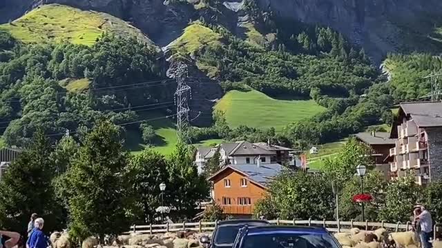 The sheep spend the whole summer on the mountaintop pasture