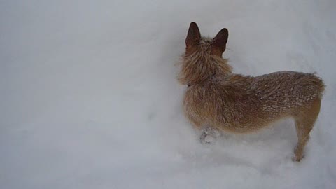 dog in the snow jumping