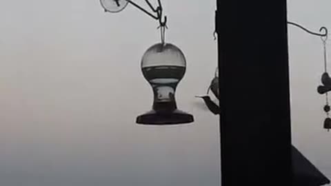 830 pm hummingbird