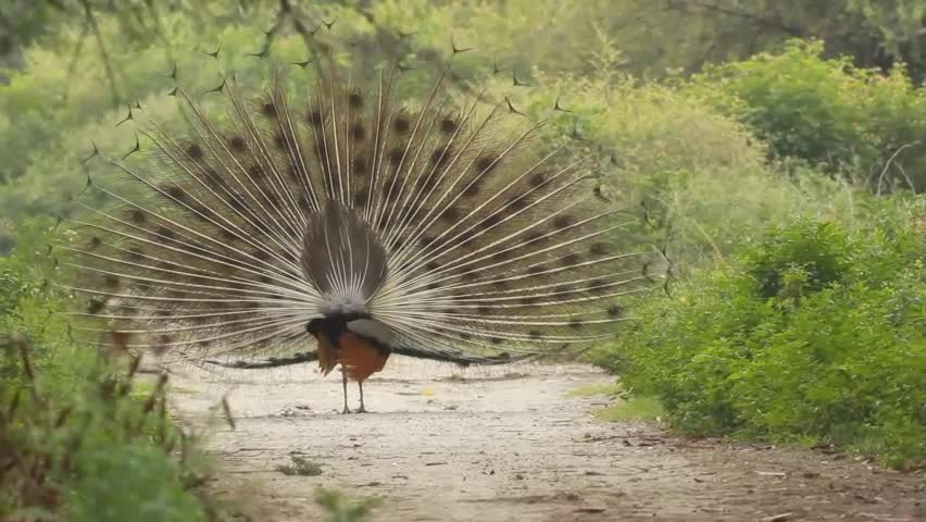 Peacock cry