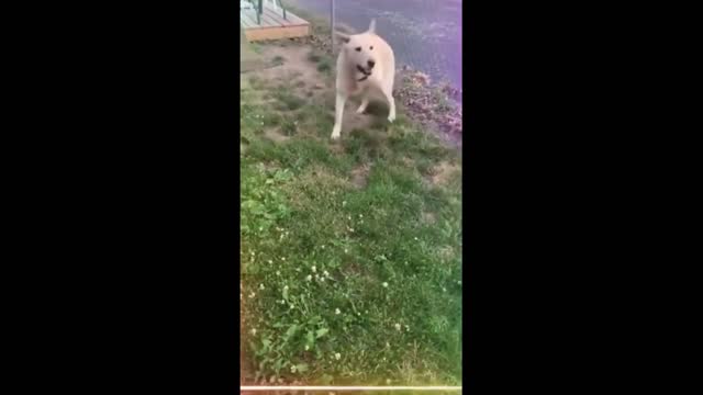 Happy dancing dog