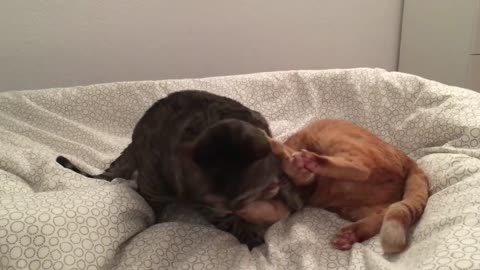 Epic Cat Fight #2