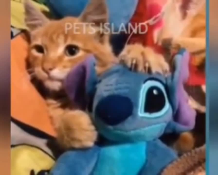 look at the reaction of the animals