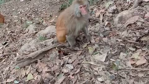 monkey Prank | prank monkey