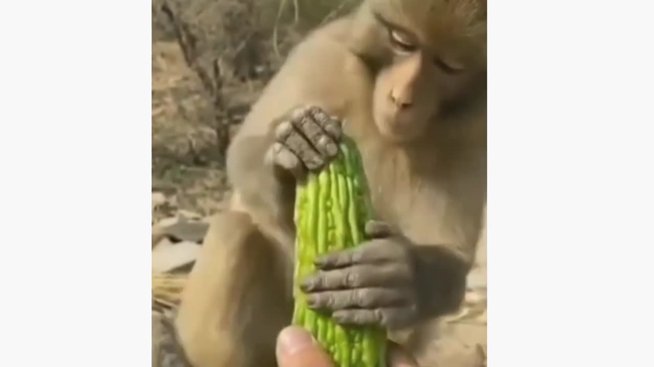 Funny Animal Videos Part 33 | Funniest Animals Video 2024