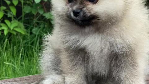 puppy-on-a-bench