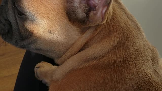 Frenchie pup shares his daily struggles