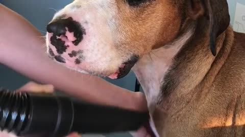 Brown and white dog gets vacuumed in blue tub