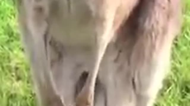 BABY KANGAROO GOING INTO MOM POUCH. SO AMAZING!