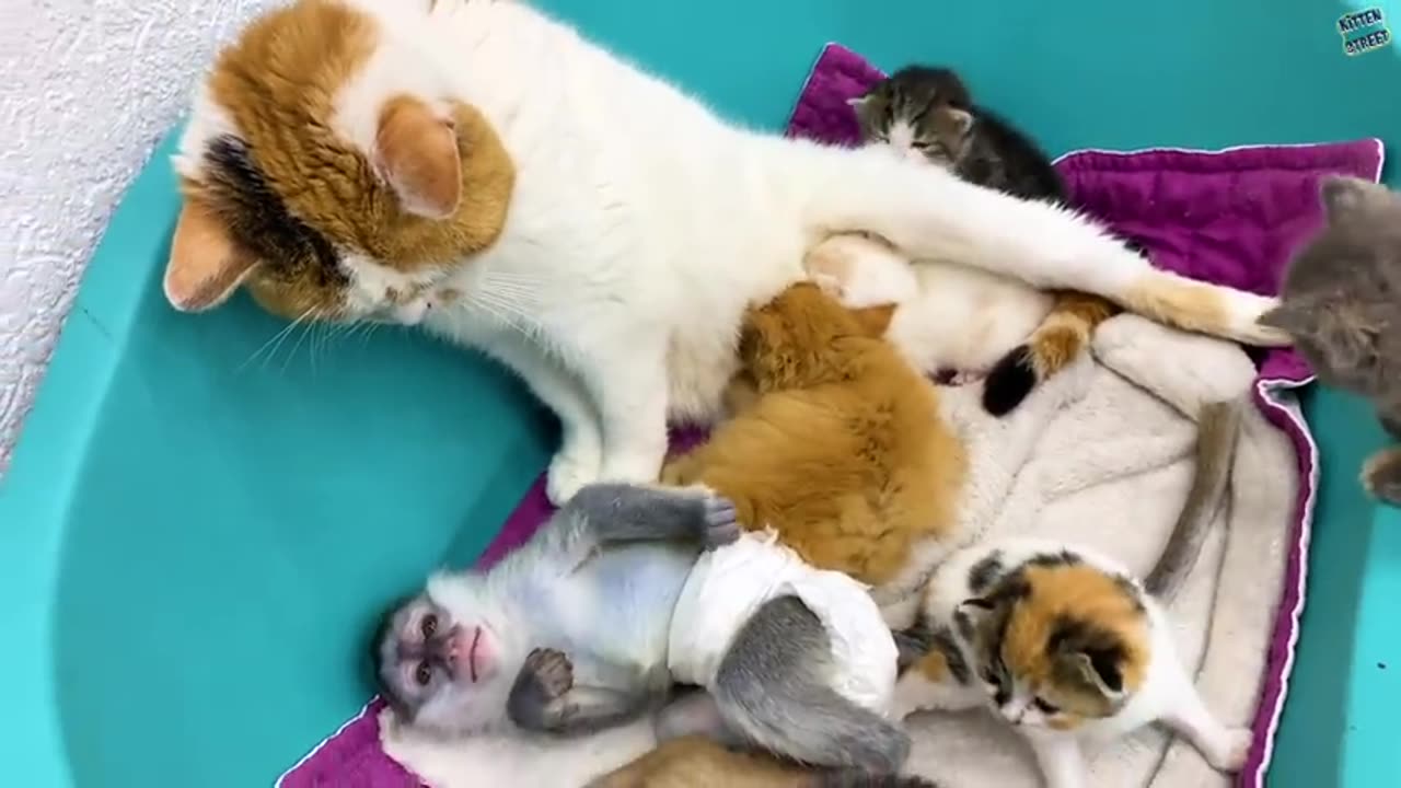 The process of becoming a mom cat for baby monkey Susie