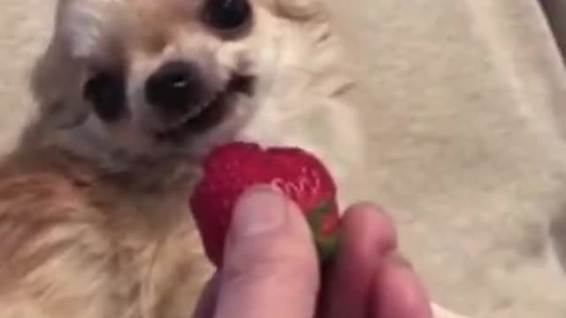 Cute..little..puppyyyy