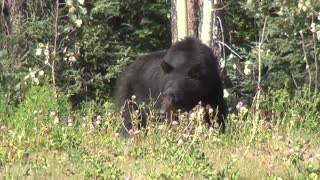 Black Bear Testing Some Flowers Taste In Forest