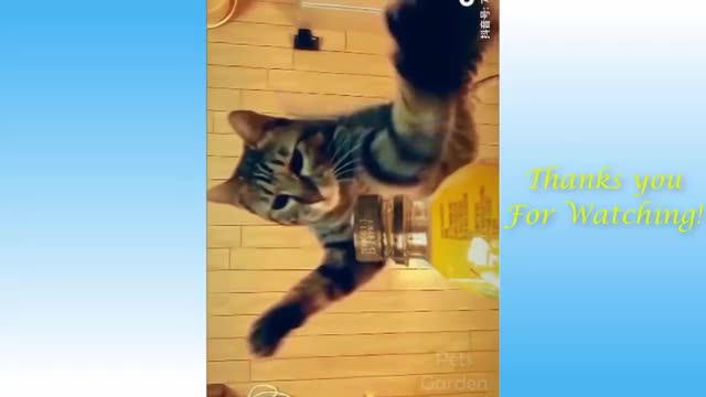 Watch Thse cats Go Crazy And Funny /Pets Garden