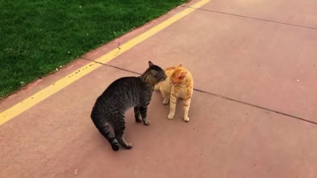 Yellow cat wants to fight back