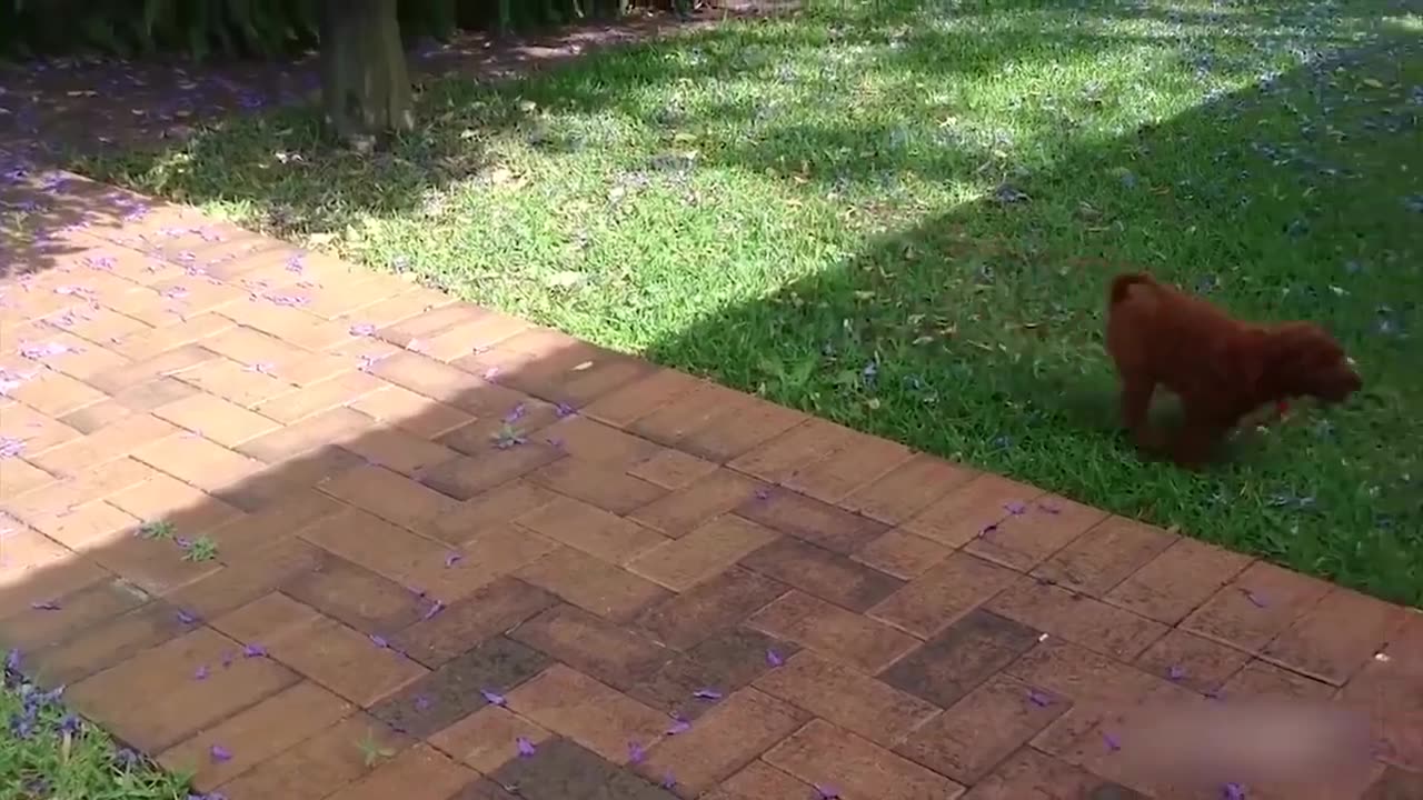 I can't laugh alone. Try to watch till the end, this will make your day