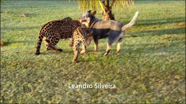 See the dog protecting the jaguars