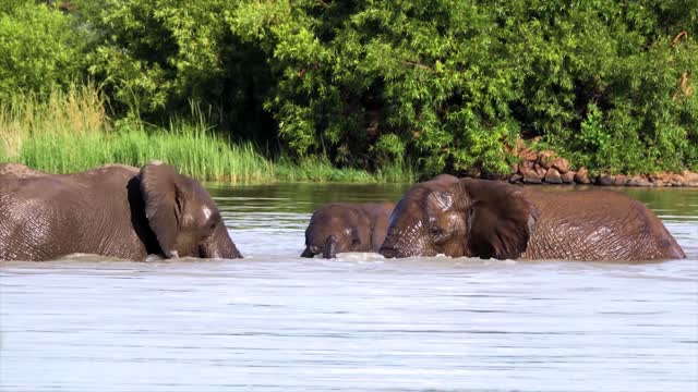 Elephant family enjoying swimming in the water