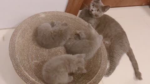 A litter of cute funny blue cats