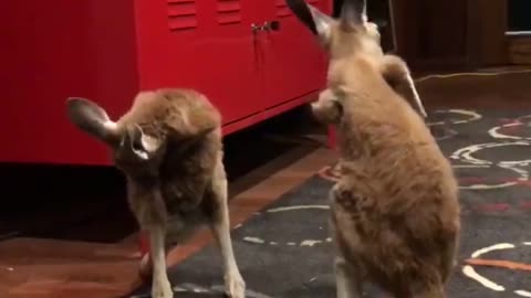 Kangaroos Huddle Around Heater