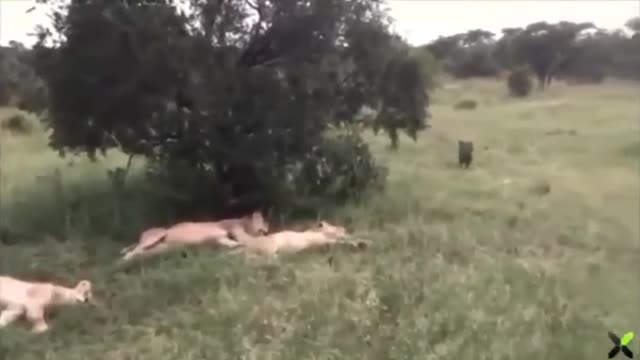 10s lion funny video