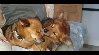 PuPpY L❤Ve ...It's all you need.