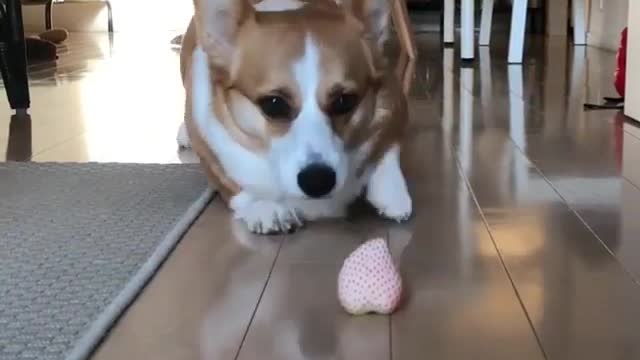 cute corgi